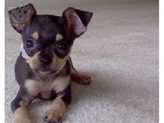 PoulaTo: Τσιουάουα μίνι ΚΑΘΑΡΟΑΙΜΟ